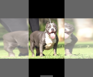 Mother of the American Bully puppies born on 09/08/2023