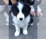 Small Photo #3 Border Collie Puppy For Sale in ELGIN, IL, USA