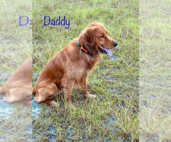 Medium Photo #1 Golden Retriever Puppy For Sale in WAYNESVILLE, GA, USA