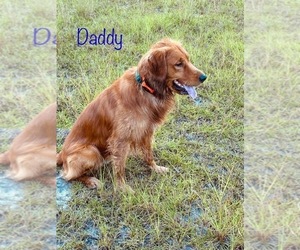 Father of the Golden Retriever puppies born on 10/11/2025