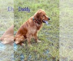 Small Photo #1 Golden Retriever Puppy For Sale in WAYNESVILLE, GA, USA
