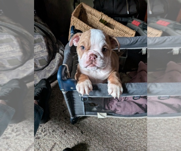 Medium Photo #12 English Bulldog Puppy For Sale in WHITELAND, IN, USA