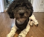 Small Photo #1 Bichpoo-Poodle (Miniature) Mix Puppy For Sale in LOS ANGELES, CA, USA