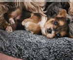 Small Photo #9 Yorkshire Terrier Puppy For Sale in KUNA, ID, USA