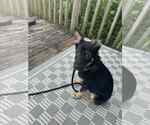 Small German Shepherd Dog Mix