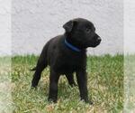 Small Photo #7 Belgian Malinois Puppy For Sale in POMONA, CA, USA