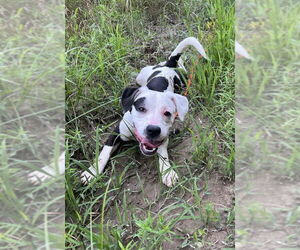 Labrador Retriever-Unknown Mix Dogs for adoption in Caribou, ME, USA