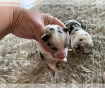 Small Photo #6 Cardigan Welsh Corgi Puppy For Sale in BEULAVILLE, NC, USA