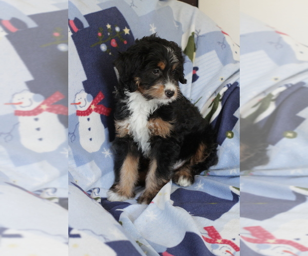 Medium Photo #14 Bernedoodle (Miniature) Puppy For Sale in MILWAUKEE, WI, USA