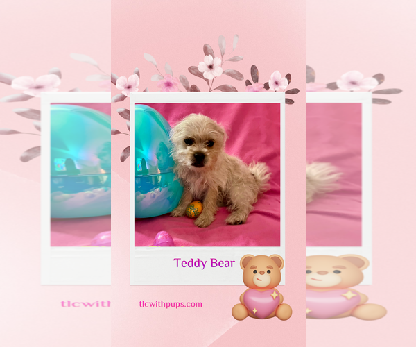 Medium Photo #7 Pug-A-Poo Puppy For Sale in Colton, CA, USA