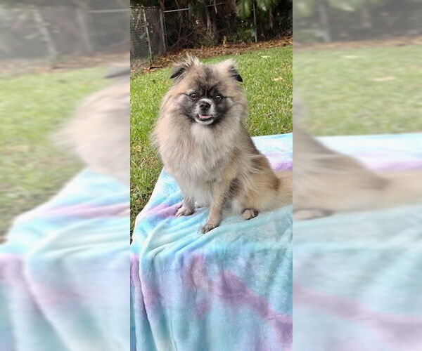 Medium Photo #11 Pominese Puppy For Sale in Weston, FL, USA