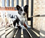 Small #4 Australian Cattle Dog-Border Collie Mix