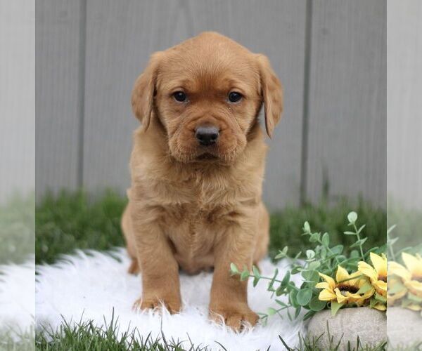 Medium Photo #1 Labrador Retriever Puppy For Sale in GORDONVILLE, PA, USA