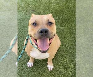American Pit Bull Terrier Dogs for adoption in Fayetteville, NC, USA