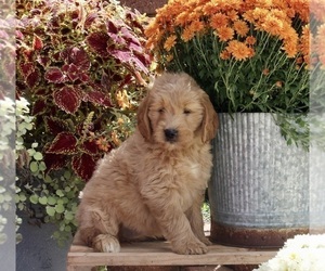 Goldendoodle Puppy for sale in FREDERICKSBURG, OH, USA