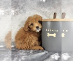 Small #1 Goldendoodle (Miniature)