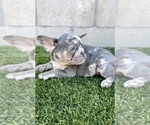 Small Photo #8 French Bulldog Puppy For Sale in ALBUQUERQUE, NM, USA