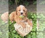 Small #2 Cockapoo (Miniature)