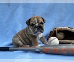 Small #1 English Bulldog