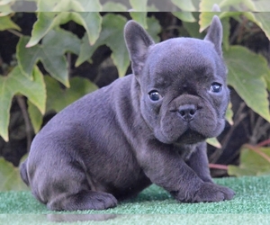 French Bulldog Puppy for sale in BOSTON, MA, USA