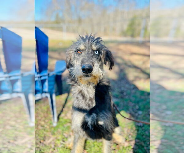 Medium Photo #2 Aussiedoodle Puppy For Sale in Pacolet, SC, USA