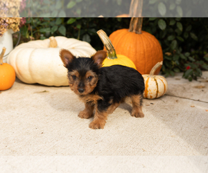 Yorkshire Terrier Puppy for Sale in NAPPANEE, Indiana USA