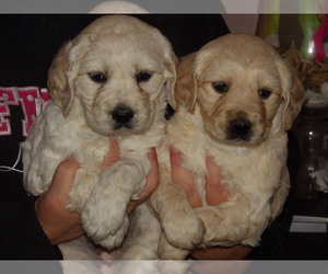 Goldendoodle Puppy for Sale in BARNUM, Iowa USA