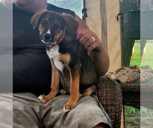 Mutt Dogs for adoption in New London, WI, USA