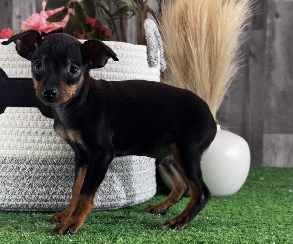 Medium Photo #4 Miniature Pinscher Puppy For Sale in CANOGA, NY, USA