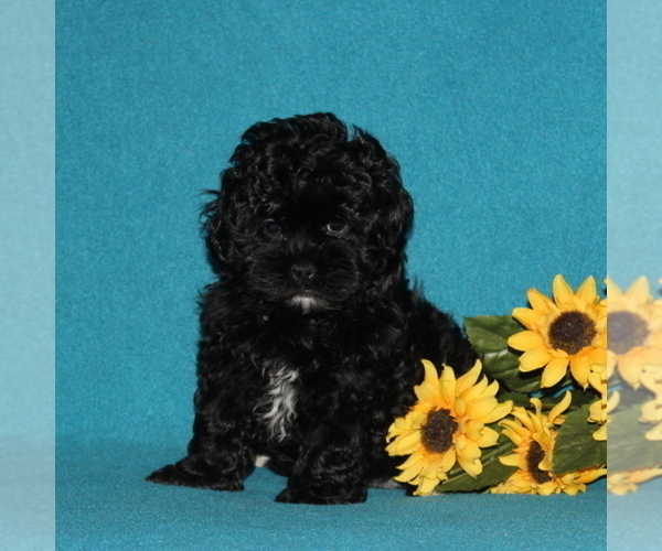 Medium Photo #2 Shih-Poo Puppy For Sale in QUARRYVILLE, PA, USA