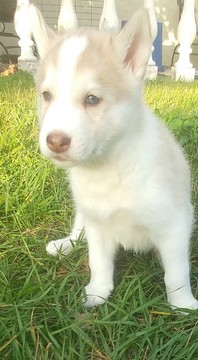 Medium Photo #1 Siberian Husky Puppy For Sale in BAY LAKE, FL, USA
