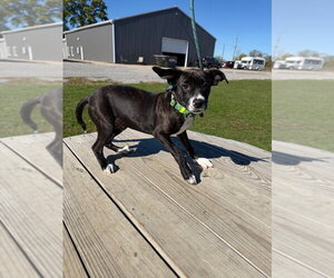 Jordan - Male American Staffordshire Terrier Dog for Adoption - Photo #3