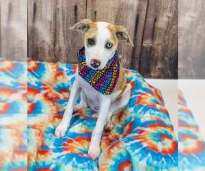 Mychelle - Female Mutt Dog for Adoption - Photo #2