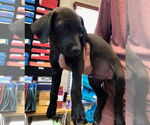 Small #2 American Pit Bull Terrier-Labrador Retriever Mix