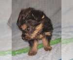 Small Photo #346 Yorkshire Terrier Puppy For Sale in AKRON, OH, USA