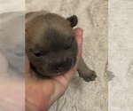 Small Photo #1 French Bulldog Puppy For Sale in DETROIT LAKES, MN, USA