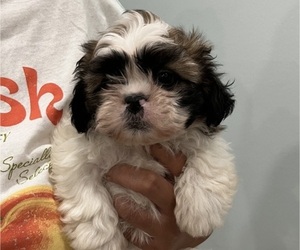 Shih Tzu Puppy for sale in RIVERVIEW, FL, USA