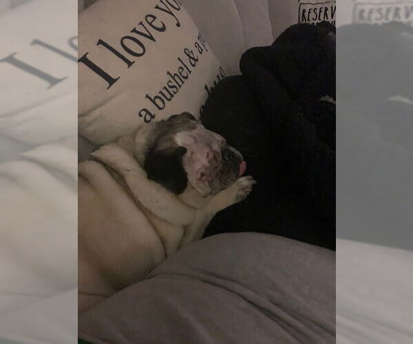 Medium Photo #6 Pug Puppy For Sale in Indianapolis, IN, USA