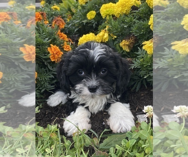 Medium Photo #5 Cavanese Puppy For Sale in CANOGA, NY, USA