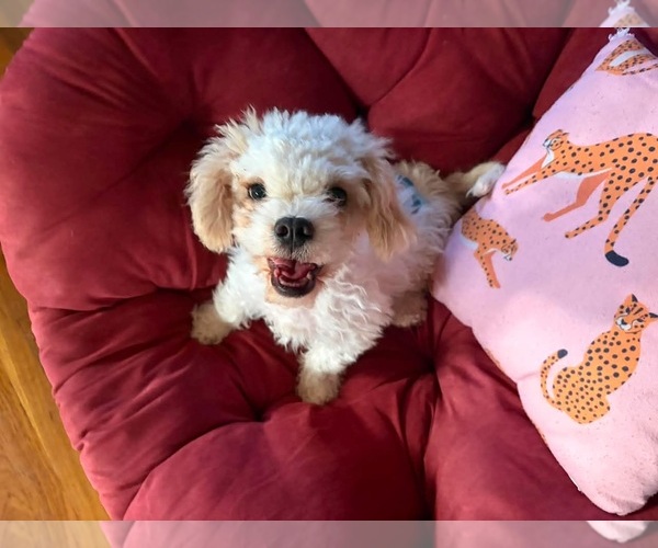 Medium Photo #2 Poodle (Miniature)-Unknown Mix Puppy For Sale in Grafton, WI, USA