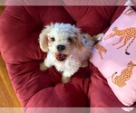 Small #1 Poodle (Miniature) Mix