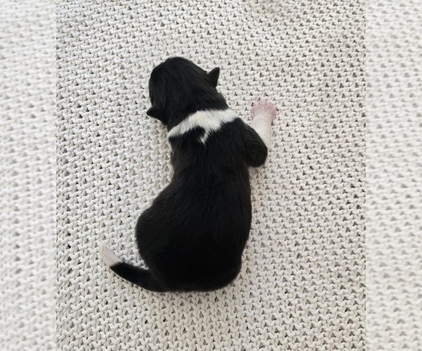 Medium Photo #2 Akita Puppy For Sale in STRAFFORD, MO, USA