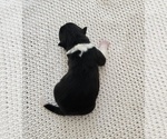 Small Photo #28 Akita Puppy For Sale in STRAFFORD, MO, USA