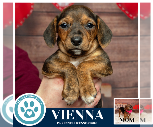 Medium Photo #3 Doxle Puppy For Sale in Kimberton, PA, USA