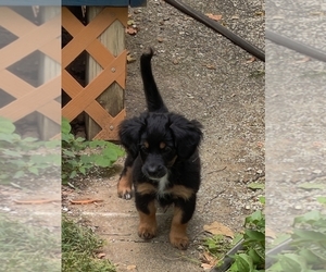 Miniature Bernedoodle Puppy for sale in OAK GROVE, MO, USA