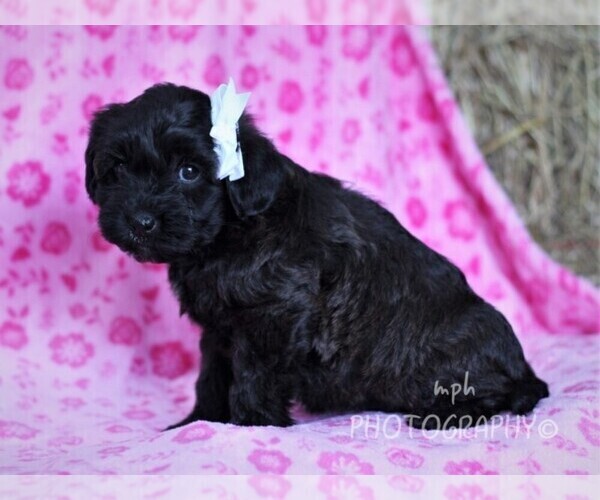 Medium Photo #4 YorkiePoo Puppy For Sale in LIBERTY, KY, USA