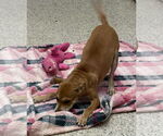 Small #3 Boxer Mix
