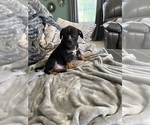 Small Photo #19 American Bully Puppy For Sale in LOGANVILLE, GA, USA
