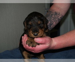 Small #1 Airedale Terrier
