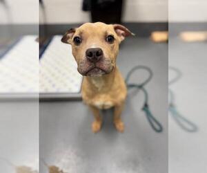 American Pit Bull Terrier Dogs for adoption in Peoria, IL, USA